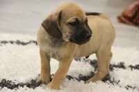 Wrangler, a male Puggle for sale in Myerstown, PA – 3 of 4