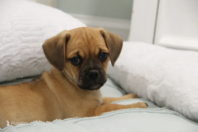 Liberty – Puggle puppy for sale in Myerstown, PA
