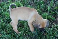 Freedom, a female Puggle for sale in Myerstown, PA – 5 of 5