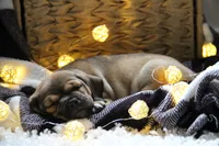 Axel, a male Puggle for sale in Myerstown, PA – 6 of 9