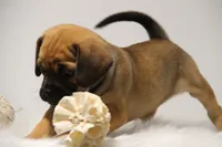 Sierra, a female Puggle for sale in Myerstown, PA – 6 of 10