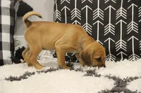 Cherokee, a female Puggle for sale in Myerstown, PA – 6 of 7