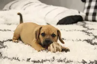 Cherokee, a female Puggle for sale in Myerstown, PA – 4 of 7