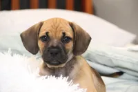 Colorado, a male Puggle for sale in Myerstown, PA – 2 of 5