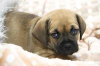 Sierra, a female Puggle for sale in Myerstown, PA – 8 of 10