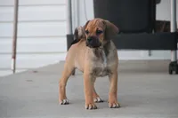Canyon, a male Puggle for sale in Myerstown, PA – 6 of 9