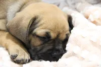 Sierra, a female Puggle for sale in Myerstown, PA – 10 of 10