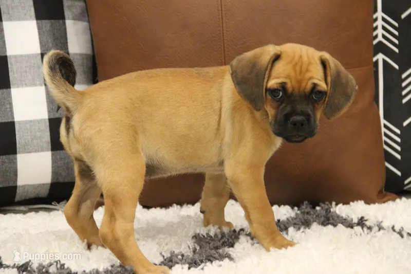Freedom – Puggle puppy for sale in Myerstown, PA
