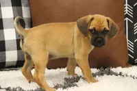 Freedom, a female Puggle for sale in Myerstown, PA – 1 of 5