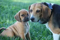 Silverado, a male Puggle for sale in Myerstown, PA – 6 of 6