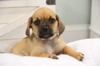 Liberty, a female Puggle for sale in Myerstown, PA – 2 of 7