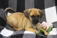 Freedom, a female Puggle for sale in Myerstown, PA – 3 of 5