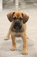 Denali, a female Puggle for sale in Myerstown, PA – 7 of 7