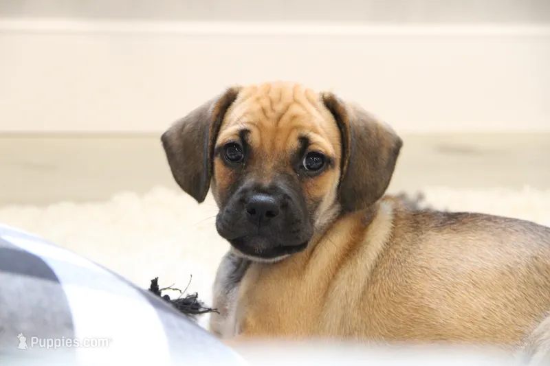 Colorado – Puggle puppy for sale in Myerstown, PA