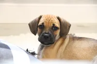 Colorado, a male Puggle for sale in Myerstown, PA – 1 of 5