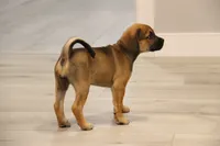 Denali, a female Puggle for sale in Myerstown, PA – 3 of 7