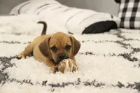 Cherokee, a female Puggle for sale in Myerstown, PA – 2 of 7