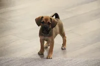 Denali, a female Puggle for sale in Myerstown, PA – 6 of 7