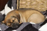 Axel, a male Puggle for sale in Myerstown, PA – 4 of 9