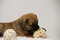 Sierra, a female Puggle for sale in Myerstown, PA – 4 of 10