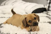 Cherokee, a female Puggle for sale in Myerstown, PA – 3 of 7