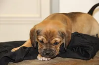 Axel, a male Puggle for sale in Myerstown, PA – 9 of 9