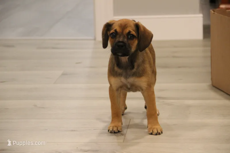 Denali – Puggle puppy for sale in Myerstown, PA