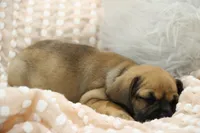 Sierra, a female Puggle for sale in Myerstown, PA – 9 of 10