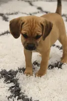 Cherokee, a female Puggle for sale in Myerstown, PA – 5 of 7