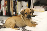Canyon, a male Puggle for sale in Myerstown, PA – 3 of 9