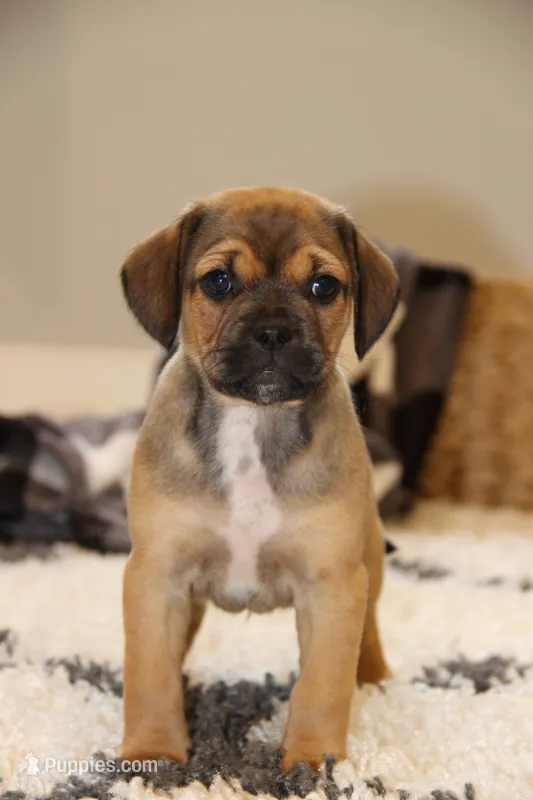 Axel – Puggle puppy for sale in Myerstown, PA