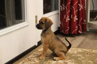 Denali, a female Puggle for sale in Myerstown, PA – 5 of 7