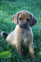 Silverado, a male Puggle for sale in Myerstown, PA – 2 of 6