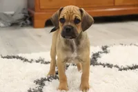 Canyon, a male Puggle for sale in Myerstown, PA – 4 of 9