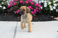 Colorado, a male Puggle for sale in Myerstown, PA – 4 of 5