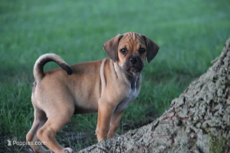 Canyon – Puggle puppy for sale in Myerstown, PA