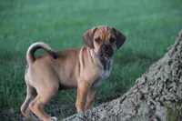 Canyon, a male Puggle for sale in Myerstown, PA – 7 of 9
