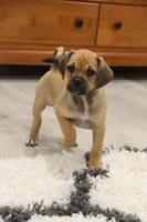 Canyon, a male Puggle for sale in Myerstown, PA – 5 of 9