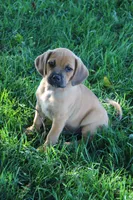 Silverado, a male Puggle for sale in Myerstown, PA – 3 of 6