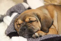 Axel, a male Puggle for sale in Myerstown, PA – 5 of 9