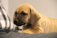 Wrangler, a male Puggle for sale in Myerstown, PA – 2 of 4
