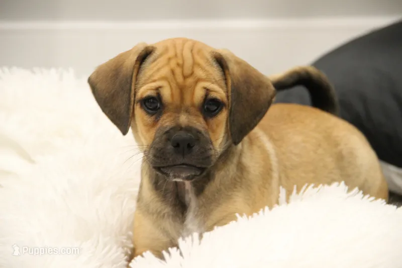 Canyon – Puggle puppy for sale in Myerstown, PA