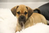 Canyon, a male Puggle for sale in Myerstown, PA – 1 of 9