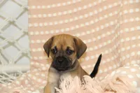 Sierra, a female Puggle for sale in Myerstown, PA – 2 of 10