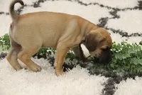 Wrangler, a male Puggle for sale in Myerstown, PA – 4 of 4