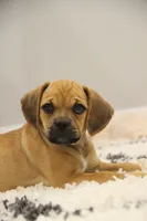 Cherokee, a female Puggle for sale in Myerstown, PA – 1 of 7