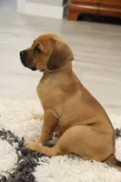 Silverado, a male Puggle for sale in Myerstown, PA – 5 of 6