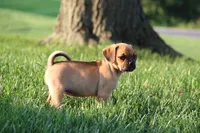 Liberty, a female Puggle for sale in Myerstown, PA – 6 of 7