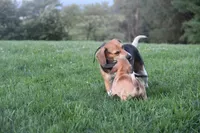 Canyon, a male Puggle for sale in Myerstown, PA – 9 of 9
