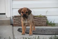 Canyon, a male Puggle for sale in Myerstown, PA – 8 of 9
